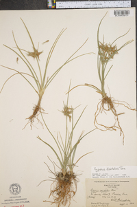 Cyperus dentatus image